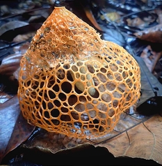 Phallus haitangensis