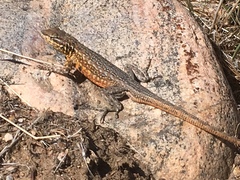 Uta stansburiana stansburiana