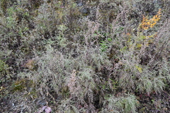 Artemisia gmelinii