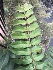 Ailanthus altissima