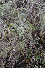 Artemisia gmelinii