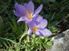Crocus longiflorus