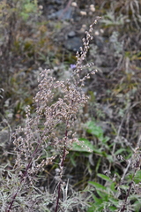 Artemisia gmelinii