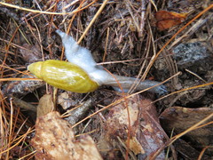 Streptostyla
