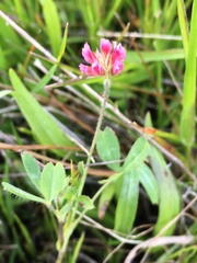Trifolium bifidum