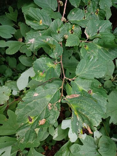 Hormaphis cornu