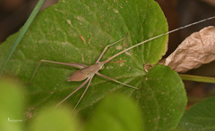 Acrometopa