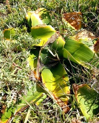 Brunsvigia orientalis