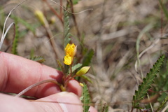 Corchorus asplenifolius