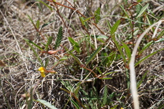 Corchorus asplenifolius