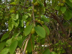 Diospyros mespiliformis