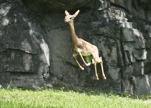 Gerenuk, photo 4 of 10