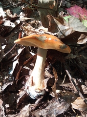 Cortinarius