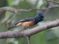 Myiagra vanikorensis