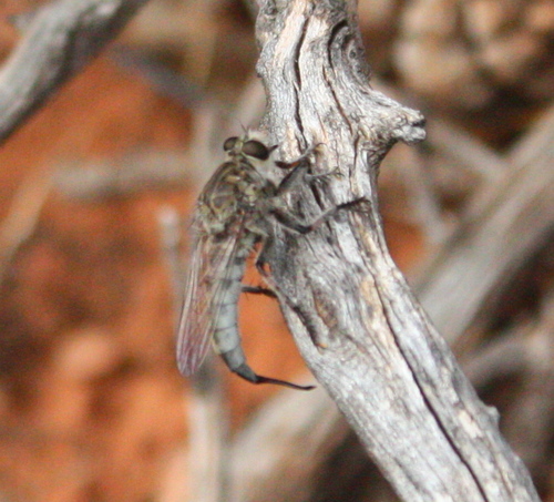 Asilidae