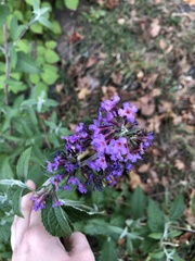 Buddleja davidii
