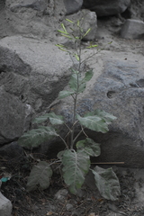 Nicotiana paniculata