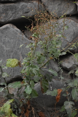 Nicotiana paniculata