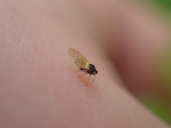 Calophya triozomima