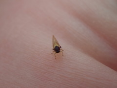 Calophya triozomima