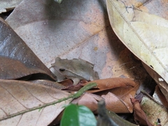 Rhinella castaneotica