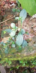 Dicliptera chinensis