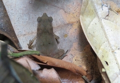 Rhinella castaneotica