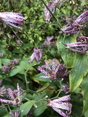 Tricyrtis formosana
