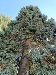 Abies pinsapo pinsapo