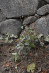 Nicotiana paniculata