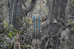Trichocereus macrogonus peruvianus