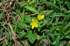 Lysimachia remota