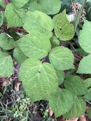 Rubus phoenicolasius