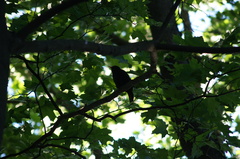 Turdus merula