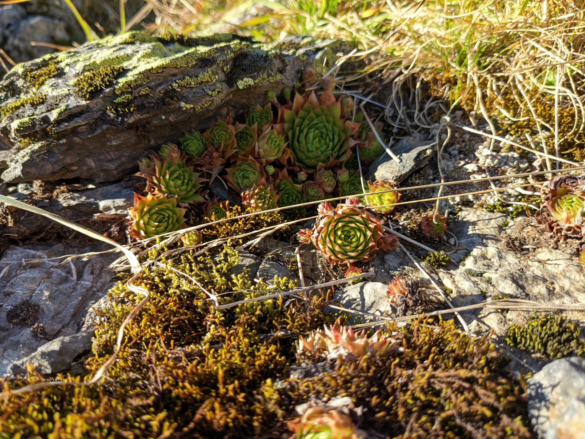 Sempervivum 'Mars' 2