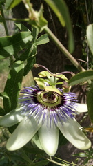 Passiflora caerulea