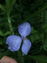 Coleotrype natalensis