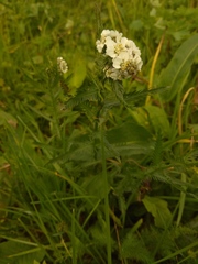 Achillea ledebourii