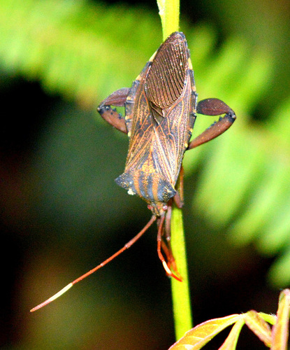 Melucha phyllocnemis