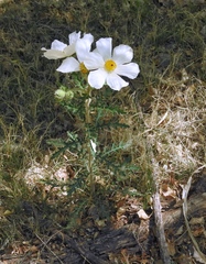 Argemone pleiacantha