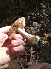 Cortinarius