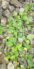 Magnoliopsida