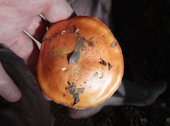 Cortinarius