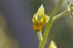 Chloraea galeata