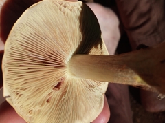Cortinarius