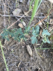 Acmispon wrangelianus