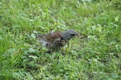 Turdus pilaris