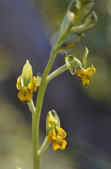 Chloraea galeata