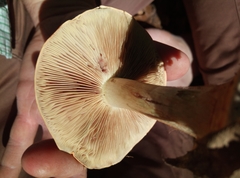 Cortinarius