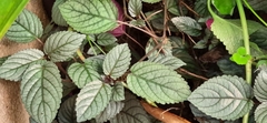 Strobilanthes alternata